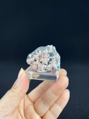Front view of flower-form rhodochrosite on white matrix from Guangxi