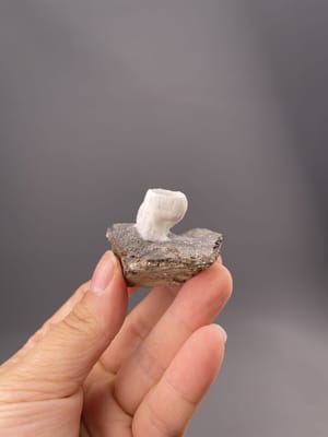 White aragonite with goblet form and ribbed texture from Yunnan Province, China