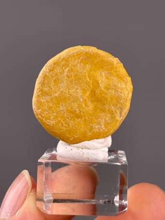 Golden-Yellow Nummulites Fossil from China