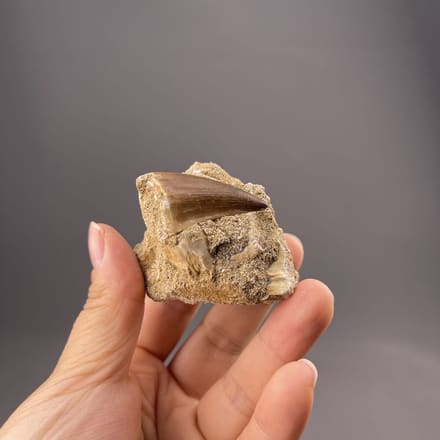 Theropod dinosaur tooth fossil from Tafilalet Region, Morocco, elongated form