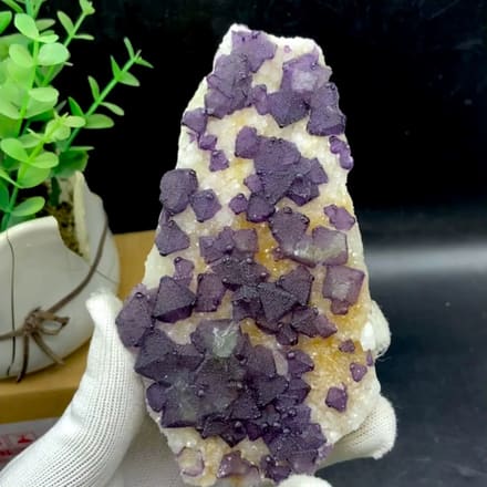 Plate of purple fluorite octahedra on white quartz from Zhejiang, China, held in gloved hand