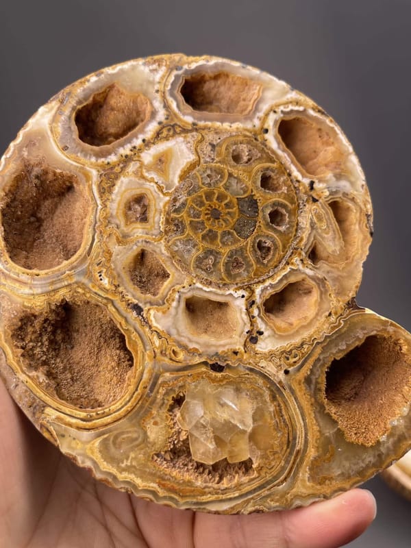 Front view of fossil display, 47×14×54 mm, Mahajanga Madagascar