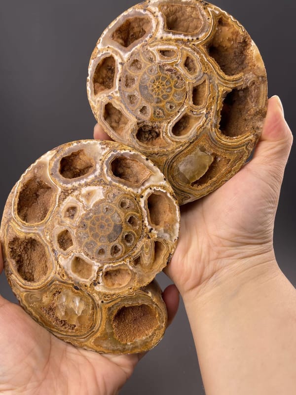 Angled view of Madagascar fossil showing both ammonite and orthoceras