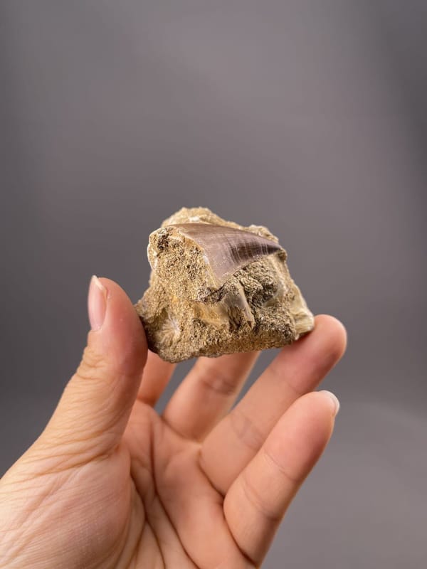 Front view of theropod tooth fossil, 23×16×18 mm, fine preservation