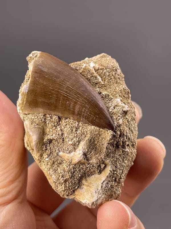 Side profile of theropod tooth showing curved form and root structure