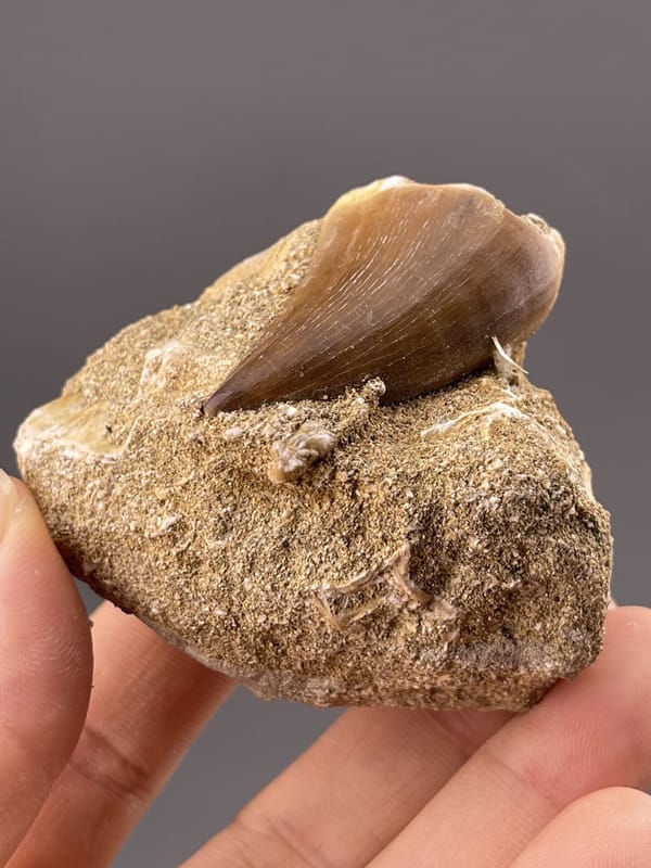 Paleontological theropod tooth specimen from Morocco, vitreous luster