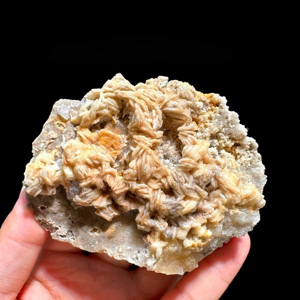 Tan bladed baryte rosettes on pale matrix plate from Jiangxi, China
