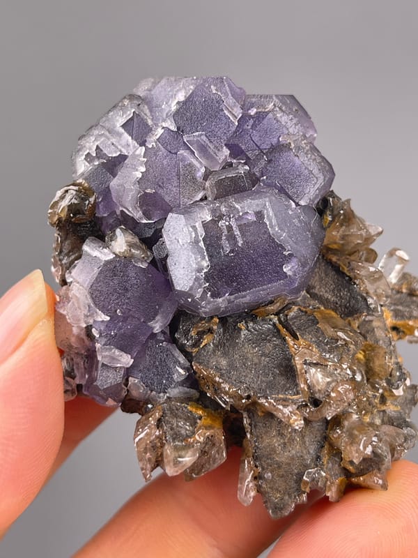 Pale Purple Fluorite specimen bearing pale-purple cubes on brown blades visibly