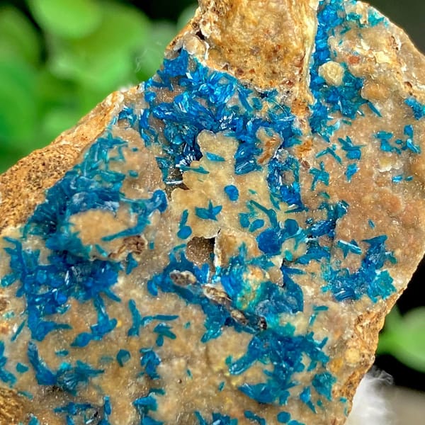 Blue veszelyite crystals spread across tan plate from Yunnan, China, view 4 of 9