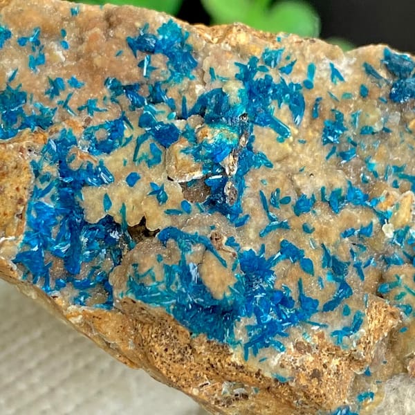 Blue veszelyite crystals spread across tan plate from Yunnan, China, view 6 of 9