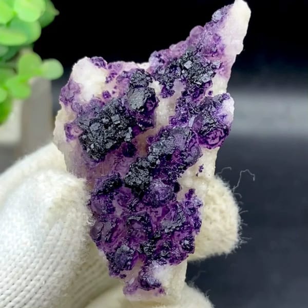 Dark purple fluorite cubes on white plate from Guizhou, China