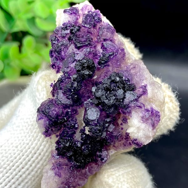 Dark purple fluorite cubes on white plate from Guizhou, China, view 6 of 9