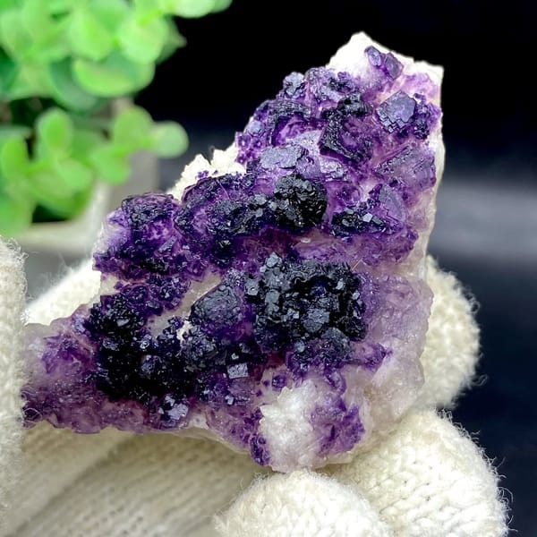 Dark purple fluorite cubes on white plate from Guizhou, China, view 7 of 9