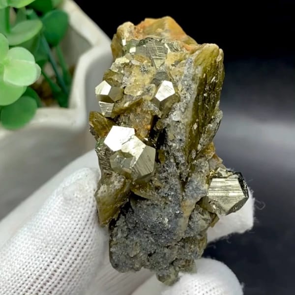 Brassy pyrite dodecahedra on olive siderite blades from Guizhou, China