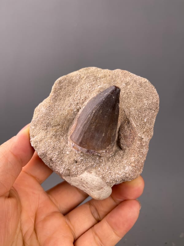 fossil tooth specimen from Morocco featuring brown conical tooth in matrix