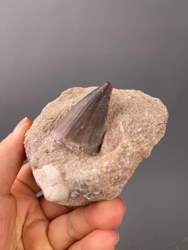 fossil tooth specimen from Morocco showing brown conical tooth in matrix