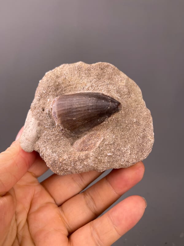 fossil tooth specimen from Morocco, defined by brown conical tooth in matrix