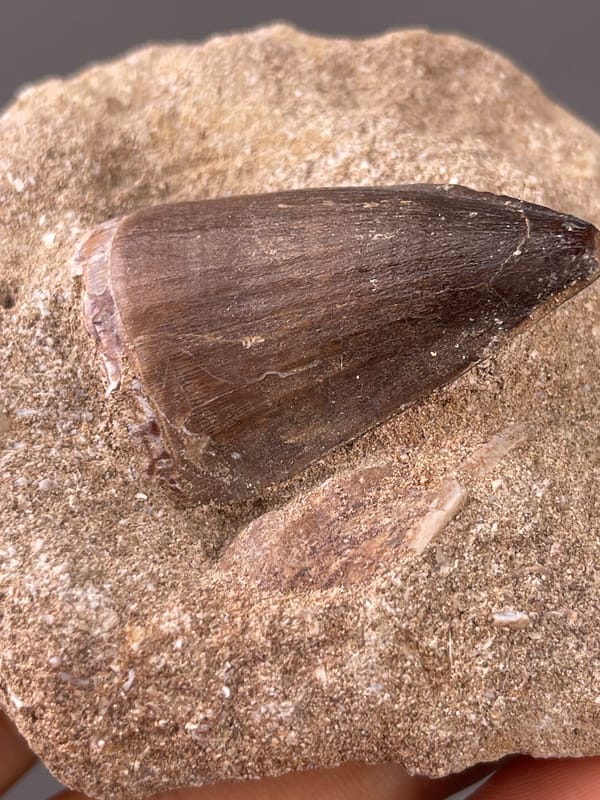 fossil tooth specimen from Morocco presenting brown conical tooth in matrix