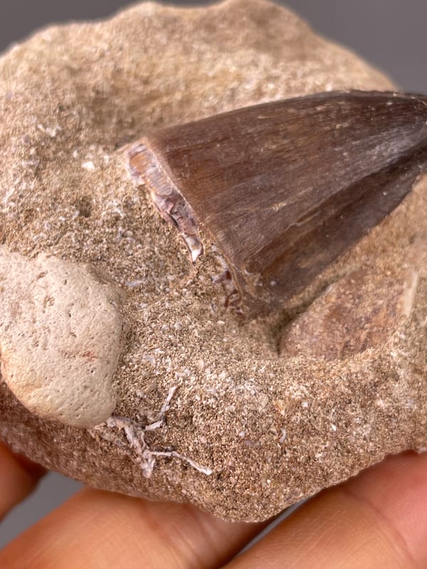 Brown conical tooth in matrix visible on fossil tooth specimen from Morocco