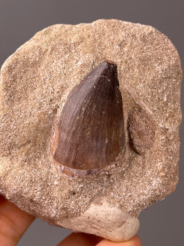 fossil tooth specimen from Morocco displaying brown conical tooth in matrix
