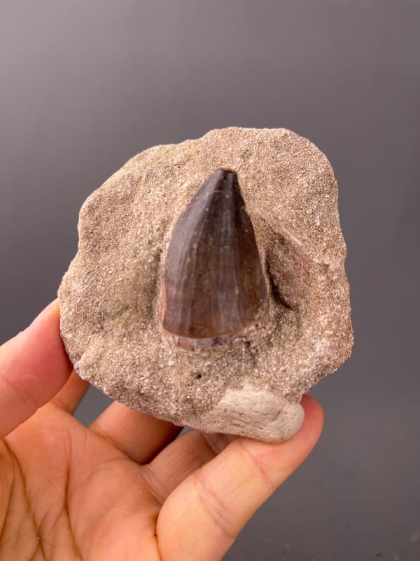 Brown conical tooth in matrix on natural fossil tooth specimen from Morocco