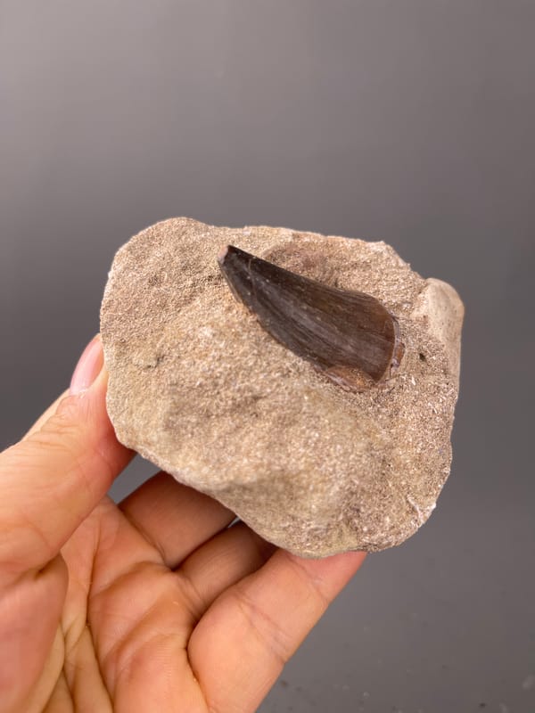 fossil tooth specimen from Morocco highlighting brown conical tooth in matrix