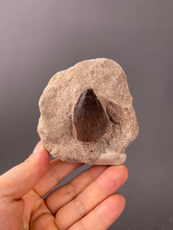 fossil tooth specimen from Morocco, characterized by brown conical tooth in matrix