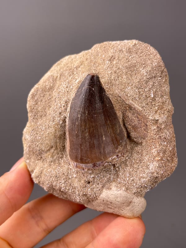 fossil tooth specimen from Morocco bearing brown conical tooth in matrix
