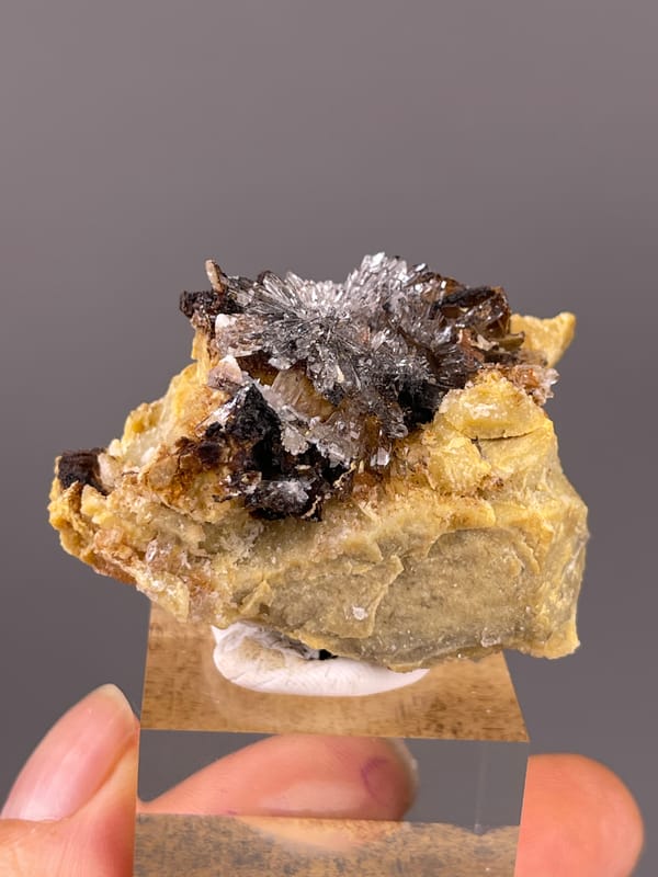 Gypsum Flower Cluster specimen from Guizhou, China featuring dark crystals on yellow-brown matrix