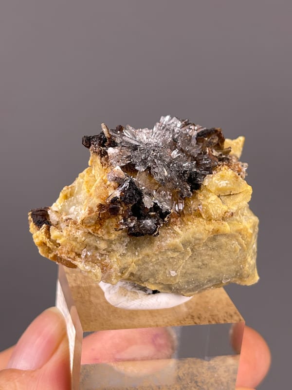 Gypsum Flower Cluster specimen from Guizhou, China, defined by dark crystals on yellow-brown matrix