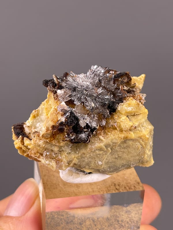 Gypsum Flower Cluster specimen from Guizhou, China presenting dark crystals on yellow-brown matrix