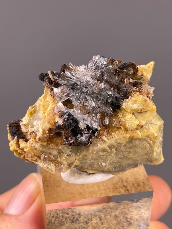 Gypsum Flower Cluster specimen from Guizhou, China displaying dark crystals on yellow-brown matrix