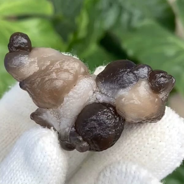 Knobbly stalk of smoky botryoidal agate from Africa