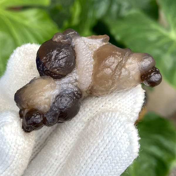 Knobbly stalk of smoky botryoidal agate from Africa, view 6 of 9