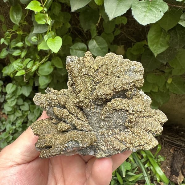 Golden radiating marcasite on calcite plate from Guizhou, China, view 6 of 6