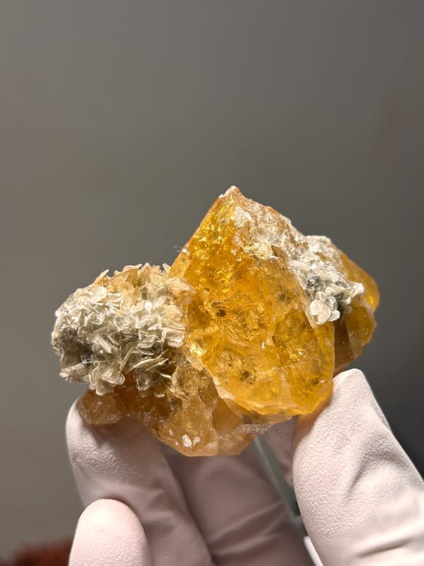 Orange scheelite with golden mica rosette from Xuebaoding, Sichuan, China, held in gloved hand