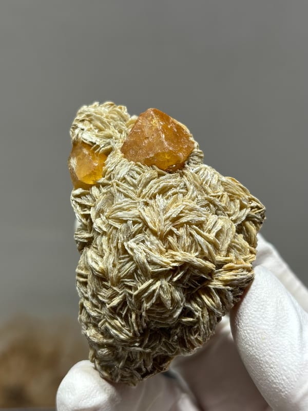 Orange scheelite crystals on tan mica block from Xuebaoding, Sichuan, China, held in gloved hand