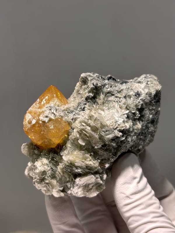 Orange scheelite crystal on dark mica block from Xuebaoding, Sichuan, China, held in gloved hand
