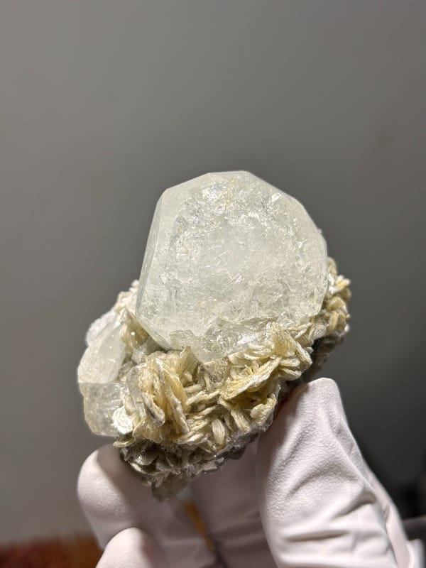 Pale aquamarine on golden mica rosette from Xuebaoding, Sichuan, China, held in gloved hand