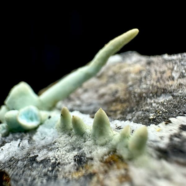 Pale blue aragonite finger on grey rock wedge from Yunnan, China, view 4 of 6