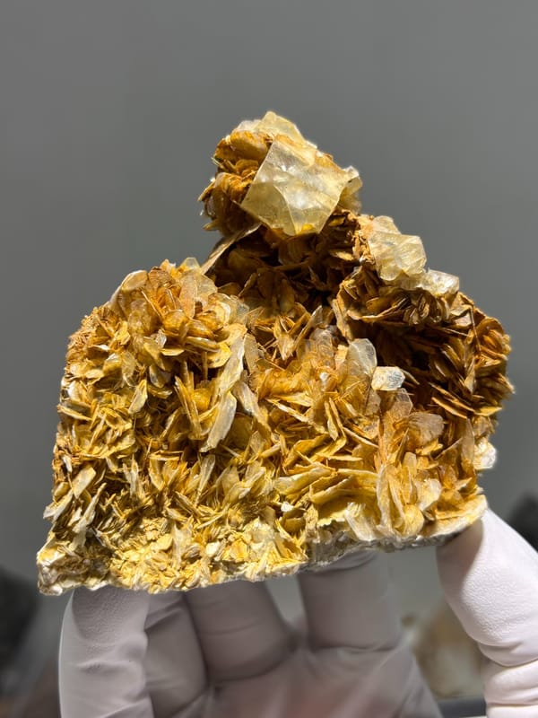 Pale fluorite cubes crowning golden mica plate from Xuebaoding, Sichuan, China, held in gloved hand