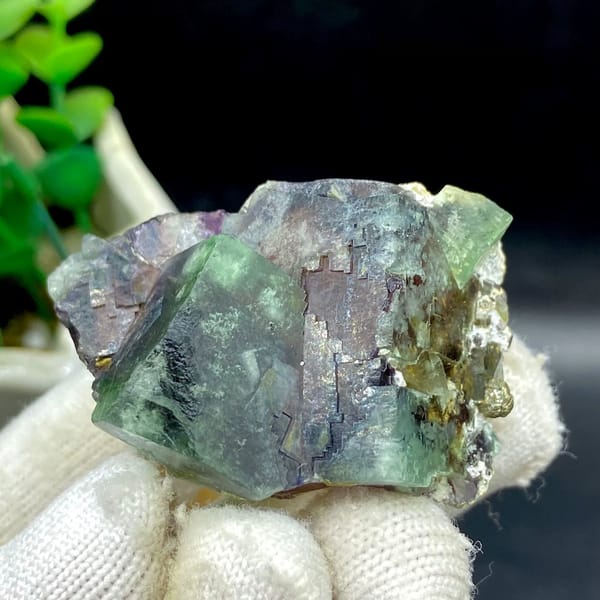 Phantom fluorite glowing magenta when, from Inner Mongolia, China, front view in daylight