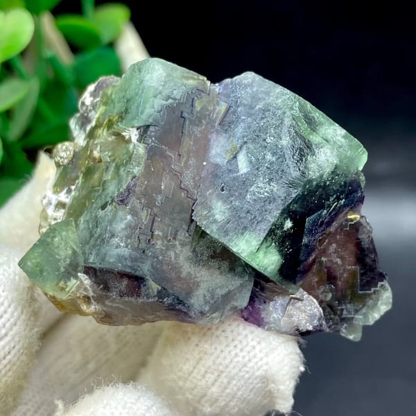 Phantom fluorite glowing magenta when, from Inner Mongolia, China, front view in daylight, view 7 of 9