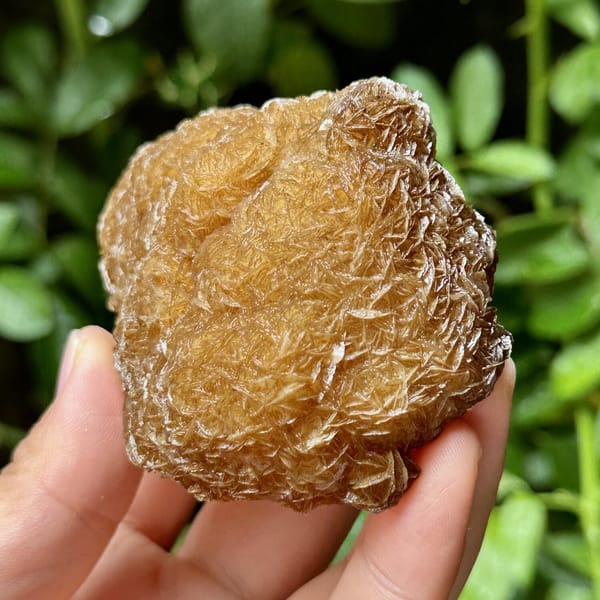 Platy calcite enclosing fluorite, from Yaogangxian Mine, Hunan, China, front view in daylight, view 8 of 10