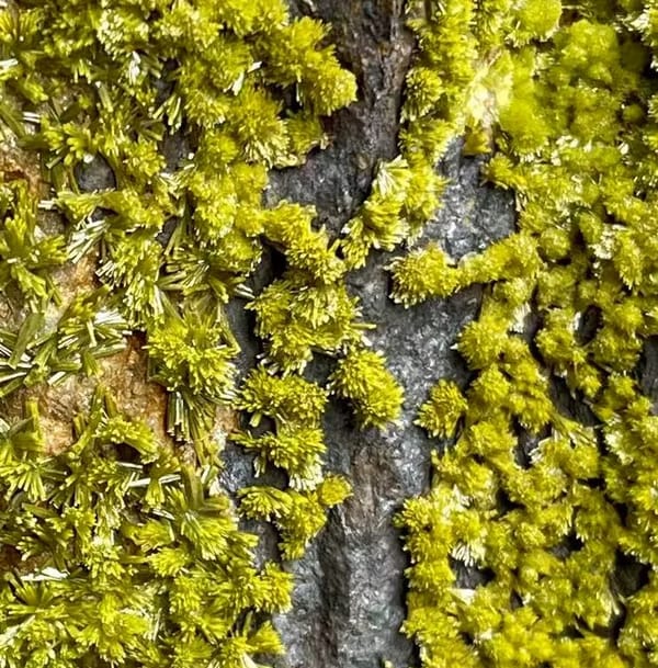 Tall slab of matcha-green pyromorphite on stand from Guangxi, China, second angle