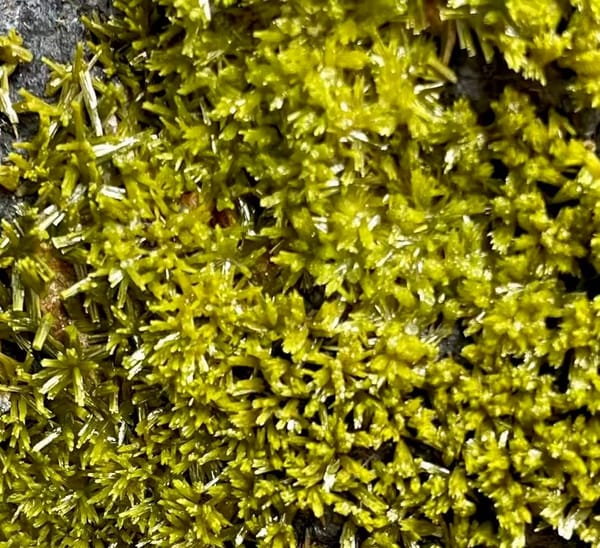 Tall slab of matcha-green pyromorphite on stand from Guangxi, China, close-up of the crystal faces