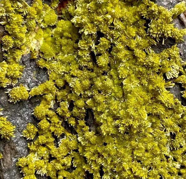 Tall slab of matcha-green pyromorphite on stand from Guangxi, China, reverse side