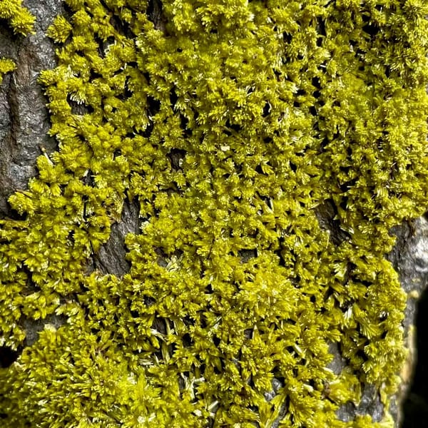 Tall slab of matcha-green pyromorphite on stand from Guangxi, China, detail of the matrix contact