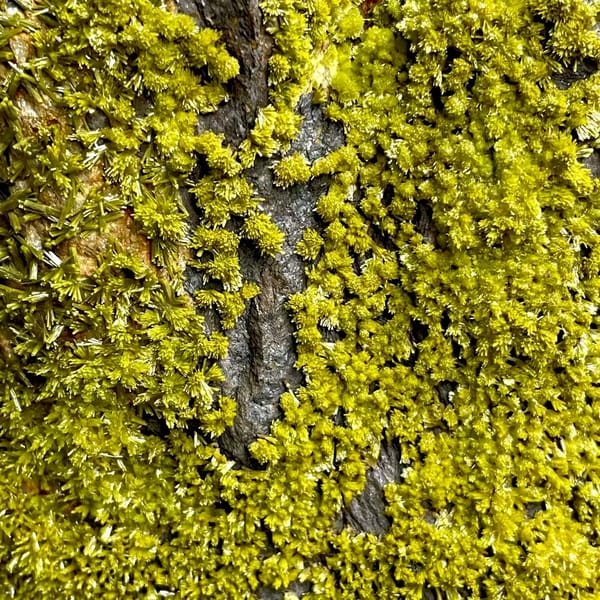 Tall slab of matcha-green pyromorphite on stand from Guangxi, China, side view