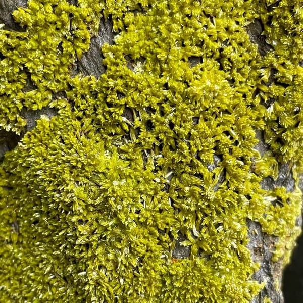 Tall slab of matcha-green pyromorphite on stand from Guangxi, China, close-up of terminations